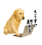 ラブラドールレトリバー★使える！家族連絡（個別スタンプ：9）