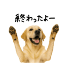 ラブラドールレトリバー★使える！家族連絡（個別スタンプ：11）