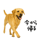 ラブラドールレトリバー★使える！家族連絡（個別スタンプ：12）