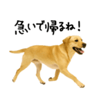 ラブラドールレトリバー★使える！家族連絡（個別スタンプ：13）