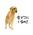 ラブラドールレトリバー★使える！家族連絡（個別スタンプ：15）