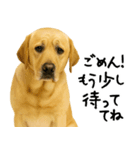 ラブラドールレトリバー★使える！家族連絡（個別スタンプ：16）