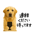 ラブラドールレトリバー★使える！家族連絡（個別スタンプ：17）