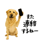 ラブラドールレトリバー★使える！家族連絡（個別スタンプ：18）
