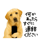 ラブラドールレトリバー★使える！家族連絡（個別スタンプ：19）