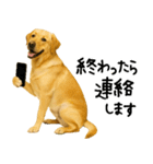 ラブラドールレトリバー★使える！家族連絡（個別スタンプ：20）