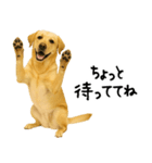 ラブラドールレトリバー★使える！家族連絡（個別スタンプ：21）
