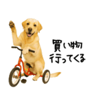 ラブラドールレトリバー★使える！家族連絡（個別スタンプ：22）