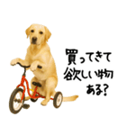 ラブラドールレトリバー★使える！家族連絡（個別スタンプ：23）