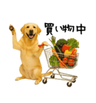 ラブラドールレトリバー★使える！家族連絡（個別スタンプ：25）