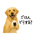 ラブラドールレトリバー★使える！家族連絡（個別スタンプ：26）