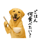 ラブラドールレトリバー★使える！家族連絡（個別スタンプ：27）
