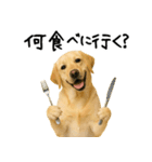ラブラドールレトリバー★使える！家族連絡（個別スタンプ：28）