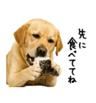 ラブラドールレトリバー★使える！家族連絡（個別スタンプ：29）