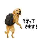 ラブラドールレトリバー★使える！家族連絡（個別スタンプ：30）