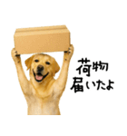 ラブラドールレトリバー★使える！家族連絡（個別スタンプ：31）