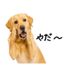 ラブラドールレトリバー★即返信に使える！（個別スタンプ：1）