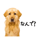 ラブラドールレトリバー★即返信に使える！（個別スタンプ：2）