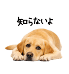 ラブラドールレトリバー★即返信に使える！（個別スタンプ：3）