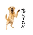 ラブラドールレトリバー★即返信に使える！（個別スタンプ：4）