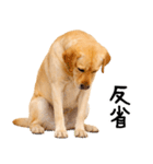 ラブラドールレトリバー★即返信に使える！（個別スタンプ：5）