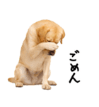 ラブラドールレトリバー★即返信に使える！（個別スタンプ：6）