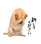 ラブラドールレトリバー★即返信に使える！（個別スタンプ：7）