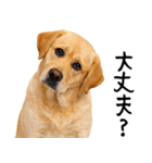 ラブラドールレトリバー★即返信に使える！（個別スタンプ：8）