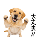ラブラドールレトリバー★即返信に使える！（個別スタンプ：9）