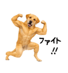 ラブラドールレトリバー★即返信に使える！（個別スタンプ：10）