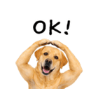 ラブラドールレトリバー★即返信に使える！（個別スタンプ：12）