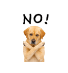 ラブラドールレトリバー★即返信に使える！（個別スタンプ：13）