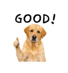 ラブラドールレトリバー★即返信に使える！（個別スタンプ：14）