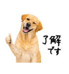 ラブラドールレトリバー★即返信に使える！（個別スタンプ：15）