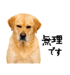ラブラドールレトリバー★即返信に使える！（個別スタンプ：16）
