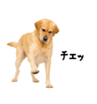 ラブラドールレトリバー★即返信に使える！（個別スタンプ：17）