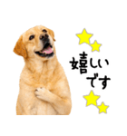 ラブラドールレトリバー★即返信に使える！（個別スタンプ：18）