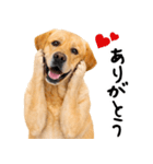 ラブラドールレトリバー★即返信に使える！（個別スタンプ：19）