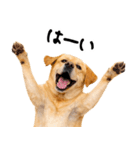 ラブラドールレトリバー★即返信に使える！（個別スタンプ：20）