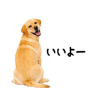 ラブラドールレトリバー★即返信に使える！（個別スタンプ：21）