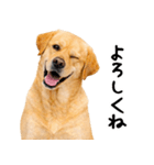 ラブラドールレトリバー★即返信に使える！（個別スタンプ：22）