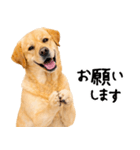 ラブラドールレトリバー★即返信に使える！（個別スタンプ：23）