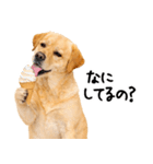 ラブラドールレトリバー★即返信に使える！（個別スタンプ：25）