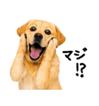 ラブラドールレトリバー★即返信に使える！（個別スタンプ：26）