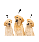 ラブラドールレトリバー★即返信に使える！（個別スタンプ：27）