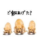 ラブラドールレトリバー★即返信に使える！（個別スタンプ：28）