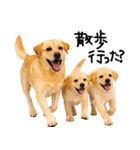 ラブラドールレトリバー★即返信に使える！（個別スタンプ：29）