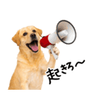 ラブラドールレトリバー★即返信に使える！（個別スタンプ：30）