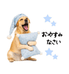 ラブラドールレトリバー★即返信に使える！（個別スタンプ：31）