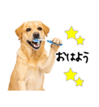 ラブラドールレトリバー★即返信に使える！（個別スタンプ：32）